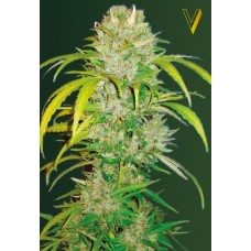 Семена конопли Auto Big Angel Автофеминизированные Victory seeds